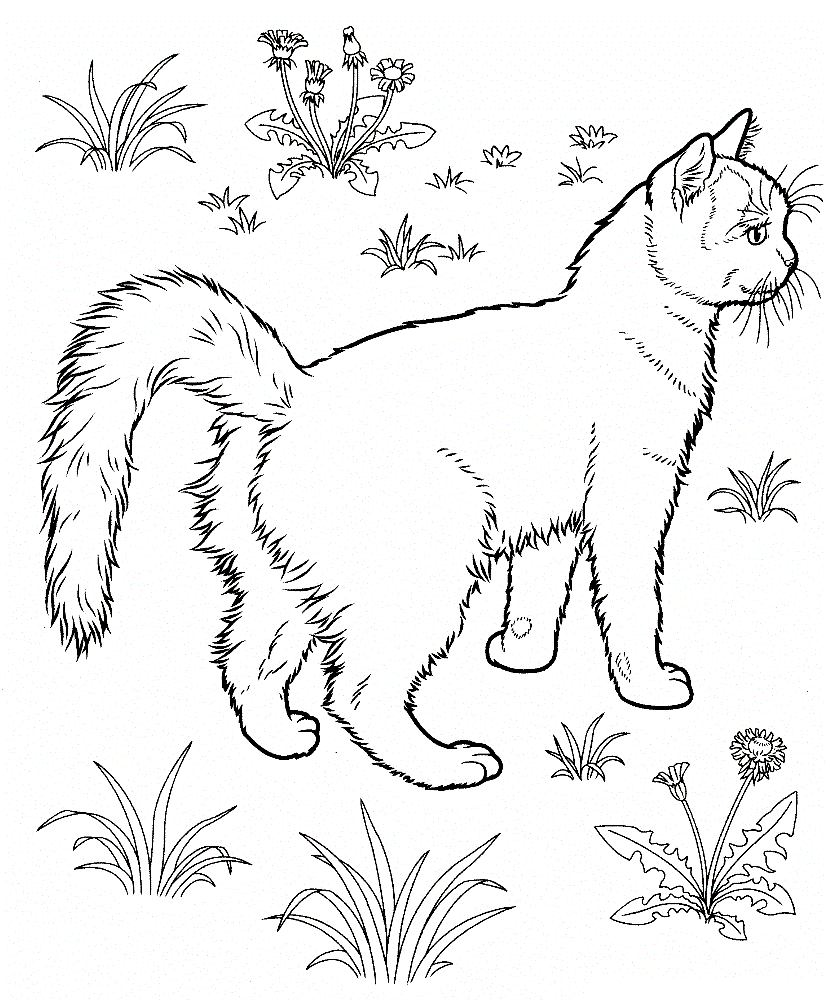 Clever domestic animal Cat 20 Cat coloring pages | Free Printables